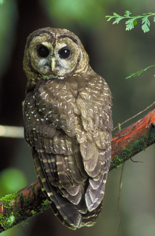 Northern_Spotted_Owl
