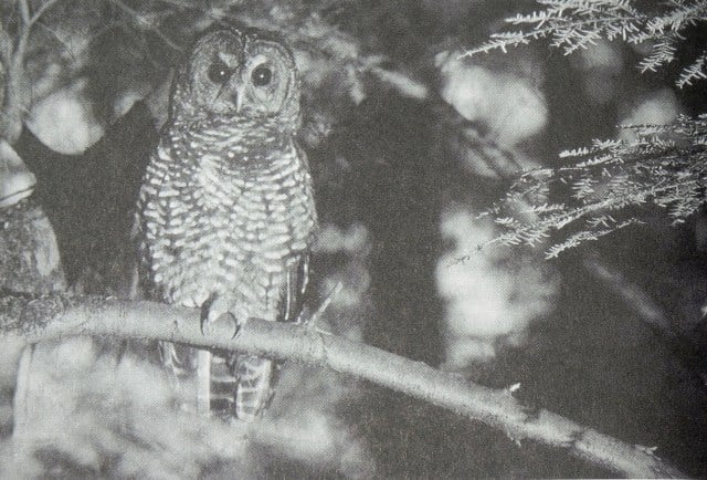 Northern_Spotted_Owl_1990