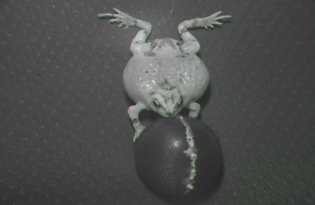 robot frog