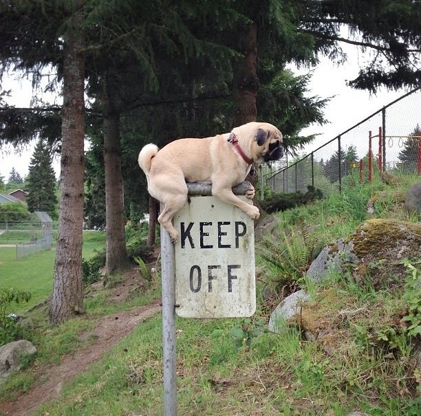 thugpug