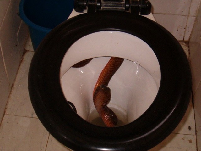 Snake bites man's penis from toilet bowl: A brief history of when rats,  snakes, and other animals attack from below.