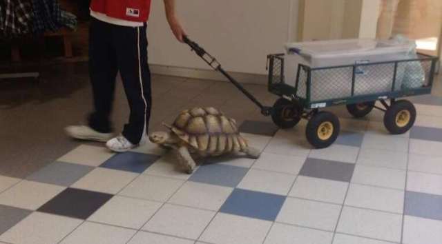 tortoisewalking