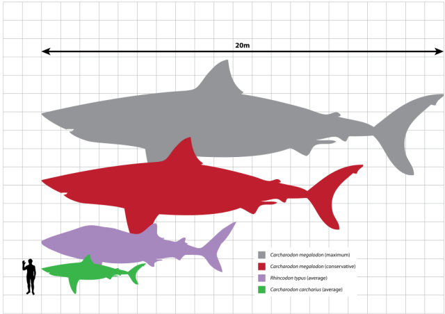 Megalodon_scale