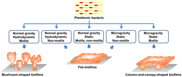 biofilm diagram plosone