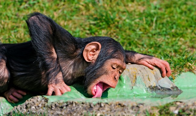 chimp lick