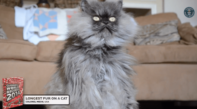 colonel meow