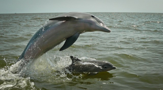 dolphins