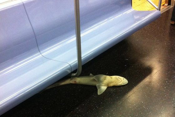 subway shark