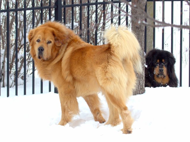 tibetan mastiff