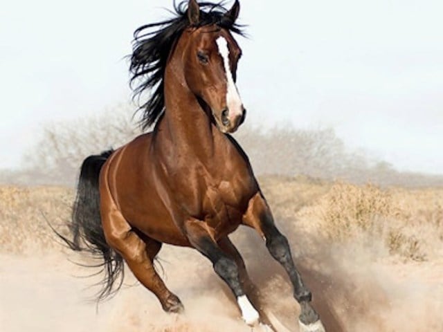 horse_ebooks