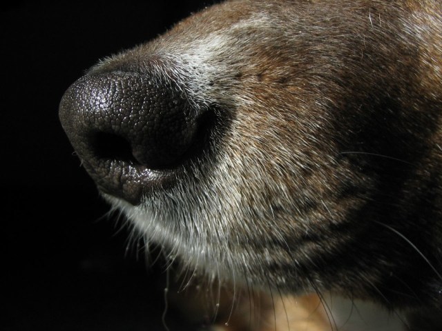 Sniffing