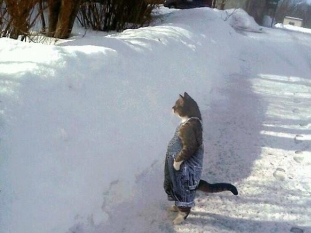 Cat Snow