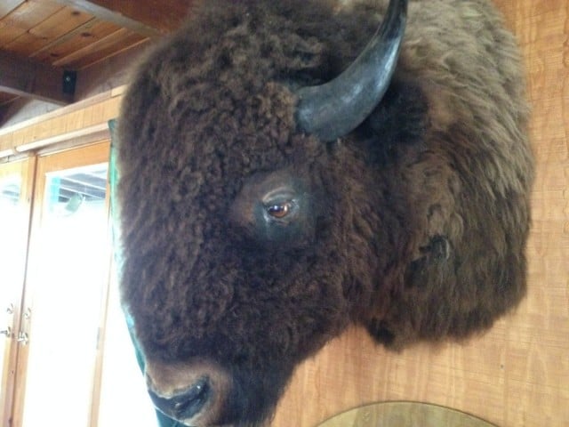 Included in the photos D&D sent us, was this buffalo head. Clearly a sign of pre-production madness.