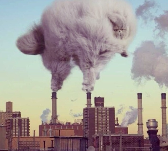 Cat Cloud