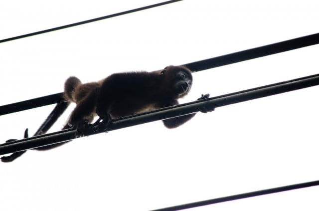 Monkey on Power Lines