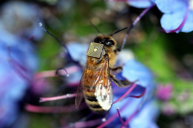 bee