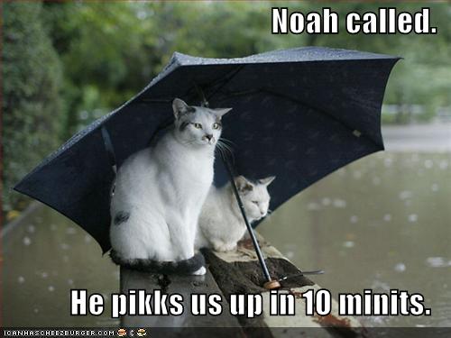 funny-pictures-cats-umbrella-rain-flood