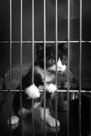 Kitten in Jail