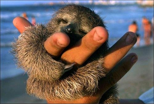 sloth1