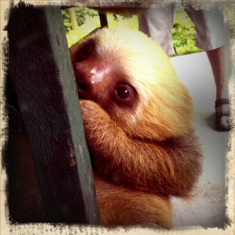 sloth2