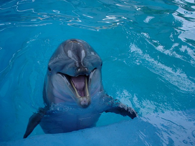 Dolphin