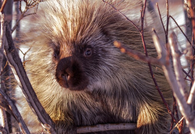 Porcupine