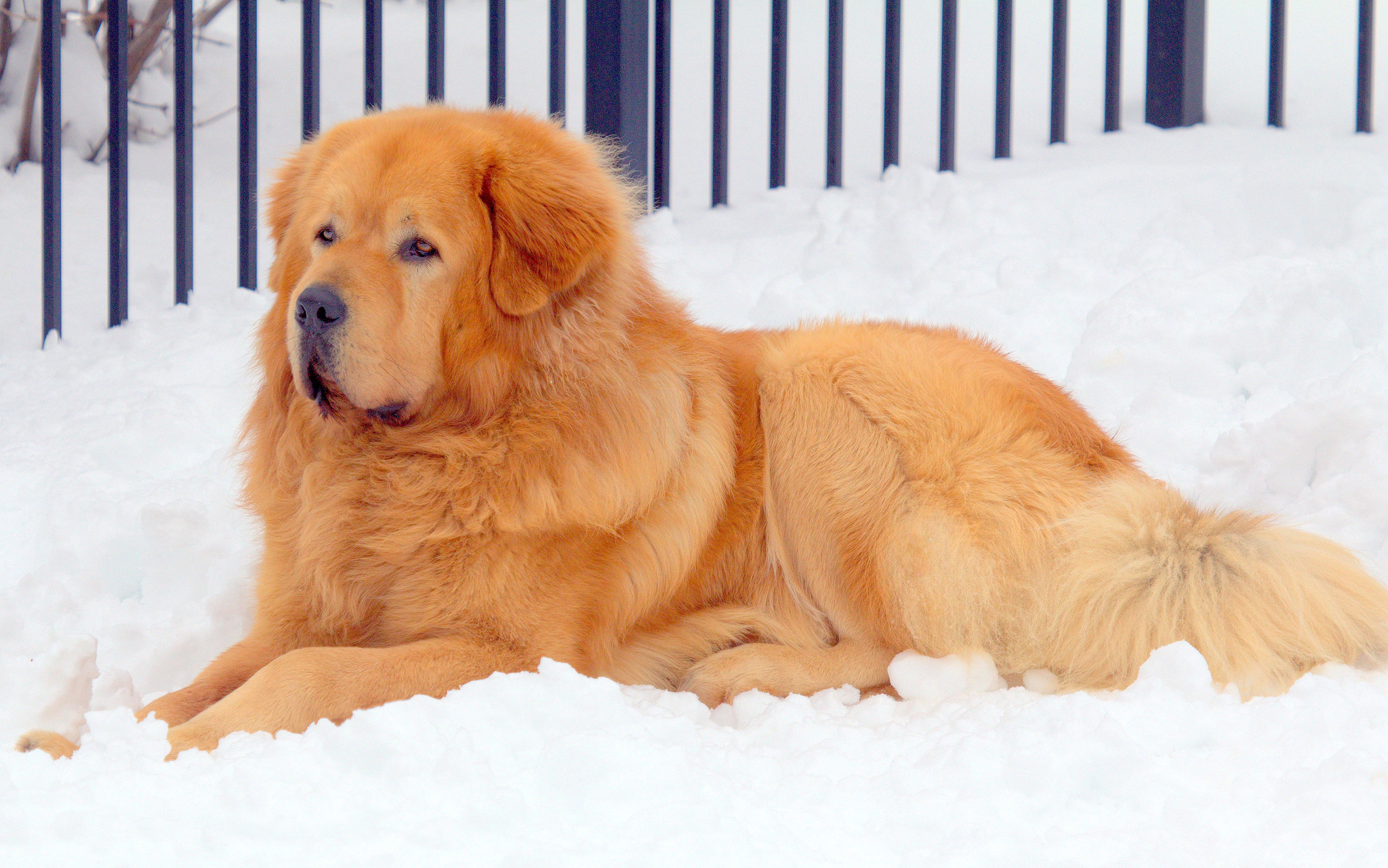 golden mastiff puppy