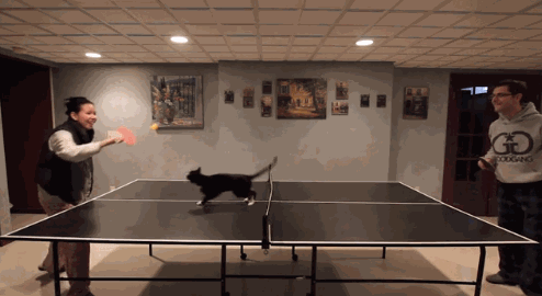 catpingpongstuckundernet