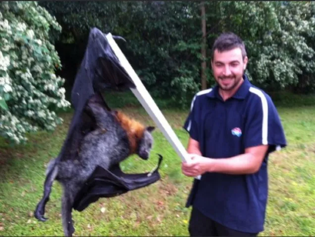 procent Evakuering krater Giant Australian Bat Proves Nightmares Are Real | The Mary Sue