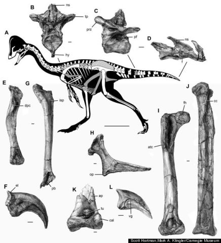 o-CHICKEN-FROM-HELL-570