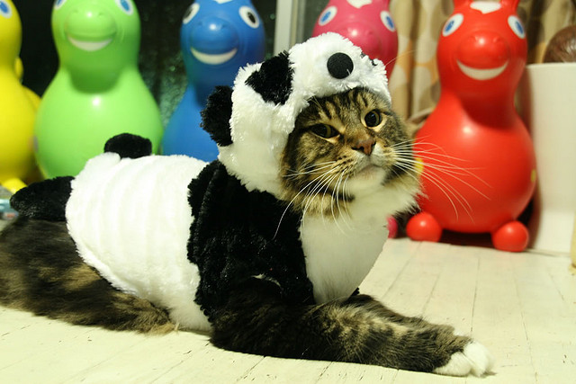 pandacat1