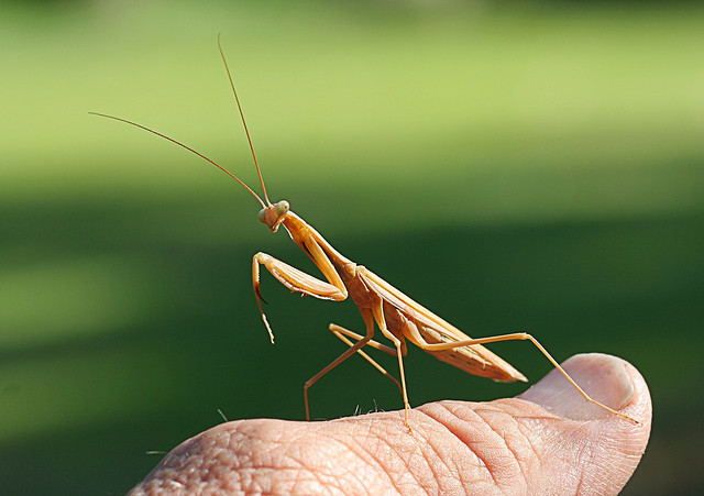 1436151523_54b764ba9a_z