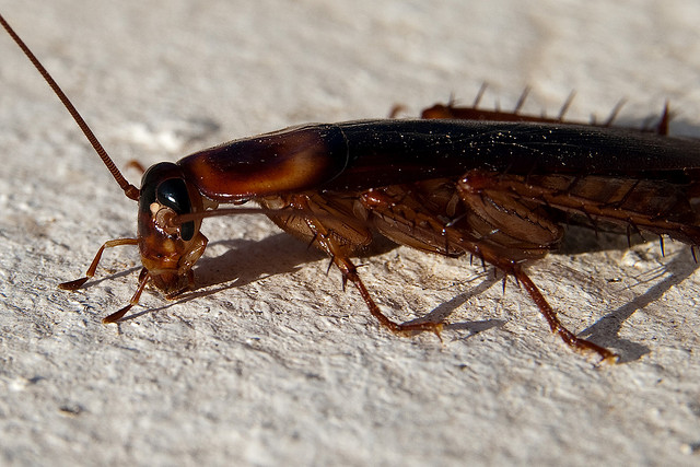 cockroach