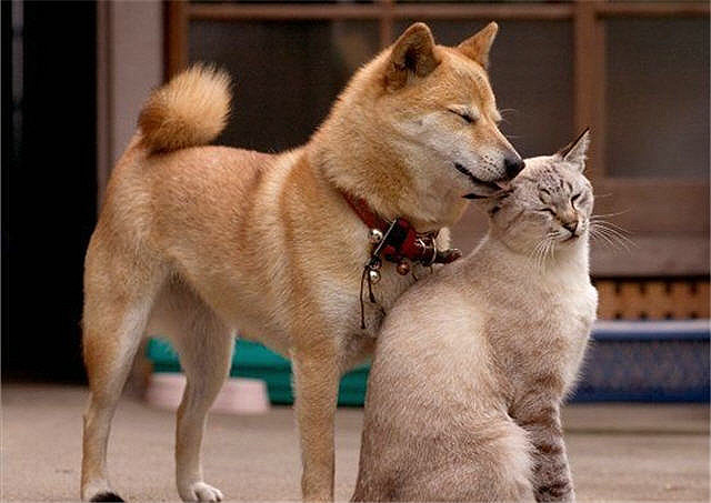 3752065781_cf574eba4d_z