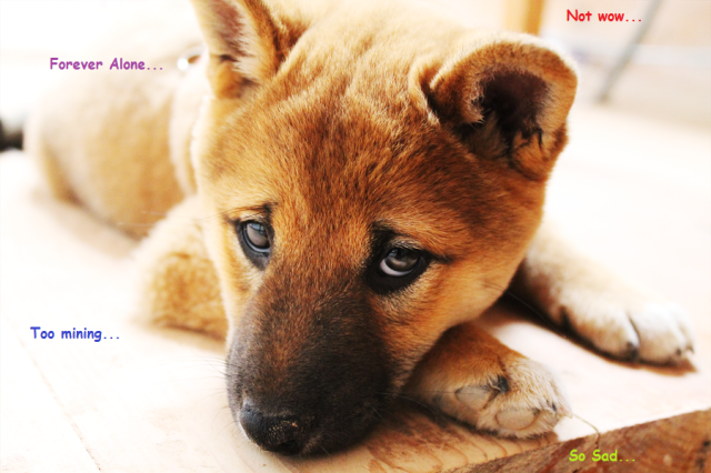 doge sad