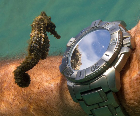 seahorse1