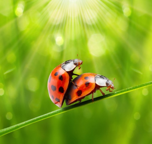 shutterstock_126355124