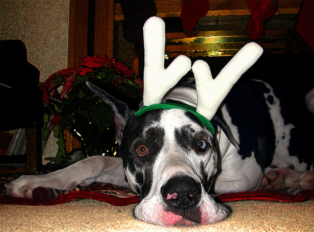 8256124457_1fab330987_z