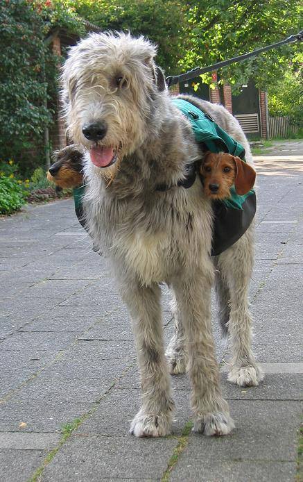 subwoofers