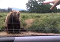 waving bear