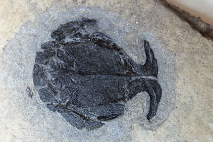 antiarch-fossil-male