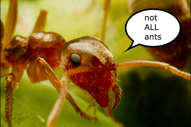 not all ants