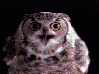 OwlStare