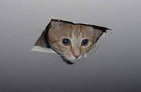 ceiling-cat-uncaptioned1