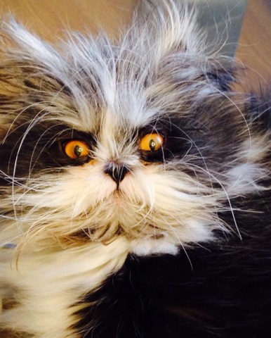 hairy-cat-death-stare-atchoum-15