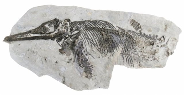 ichthyosaurus-anningae