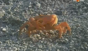 1260445219_crab-leaves-his-arm