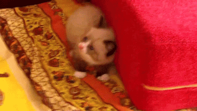 scared kitten gif