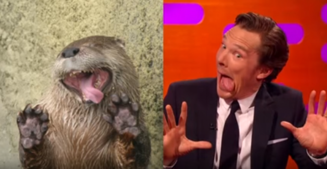 benedict cumberbatch otter