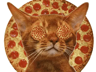 cat pizza
